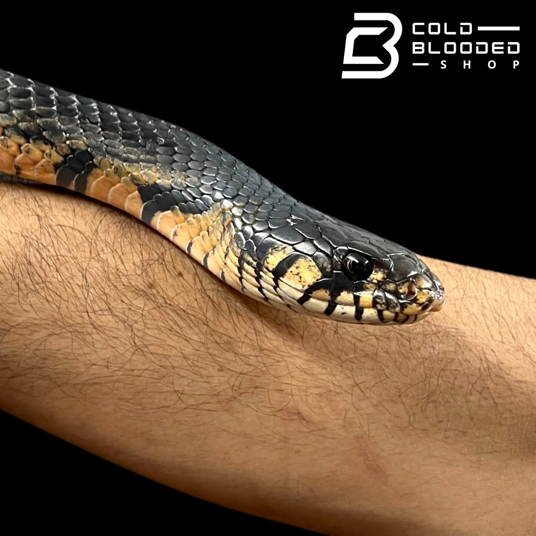 Male Mexican Indigo Snake - Drymarchon melanurus rubidus