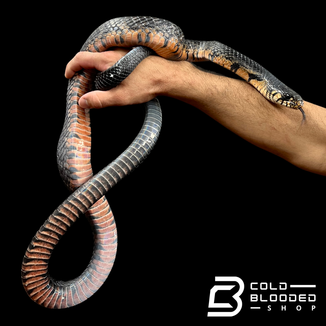 Male Mexican Indigo Snake - Drymarchon melanurus rubidus