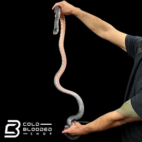 Male Mexican Indigo Snake - Drymarchon melanurus rubidus #2