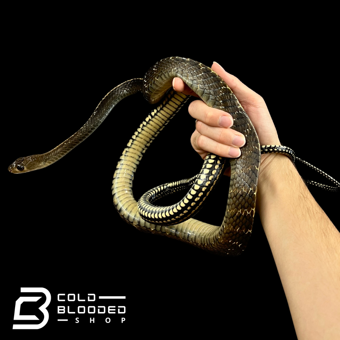 Sub-Adult Male Keeled Rat Snake - Ptyas Carinata #6