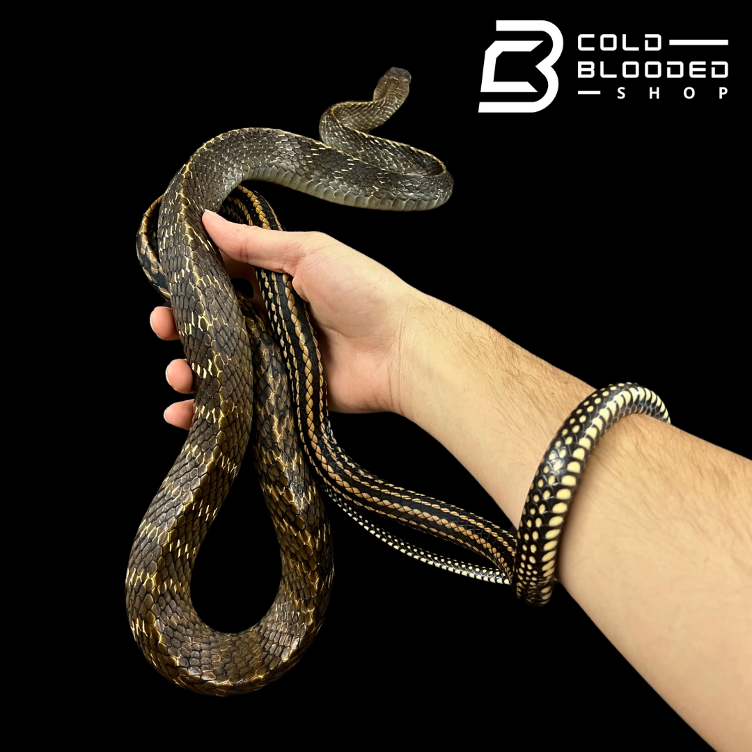 Sub-Adult Male Keeled Rat Snake - Ptyas Carinata #6