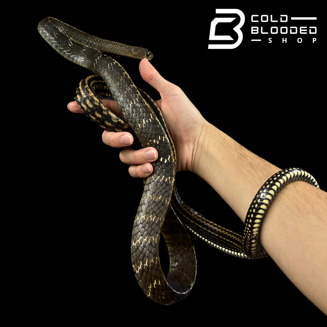 Sub-Adult Male Keeled Rat Snake - Ptyas Carinata #6