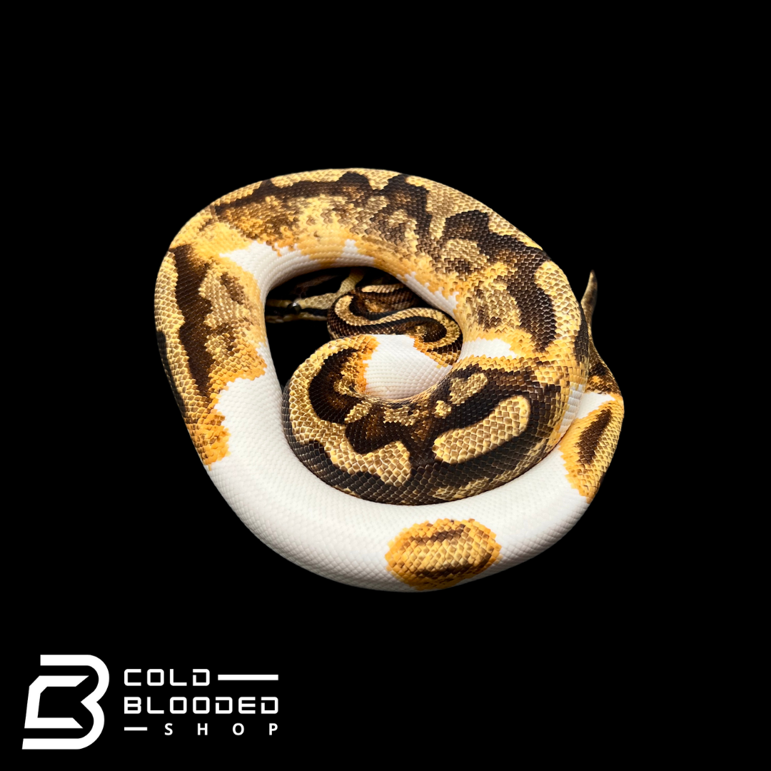 Juvenile Male Pied Ball Python - Python regius