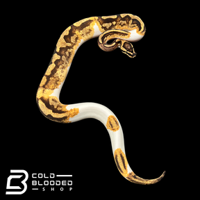 Juvenile Male Pied Ball Python - Python regius