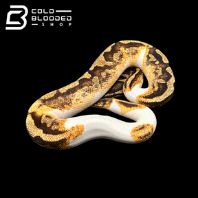 Juvenile Male Pied Ball Python - Python regius