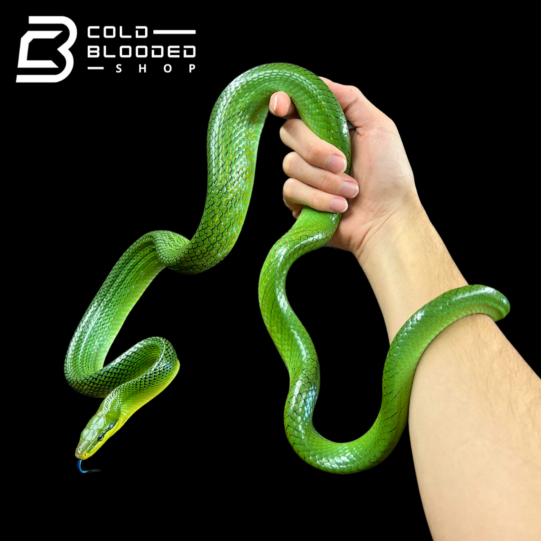 Male Red-tailed Green Rat Snake - Gonyosoma oxycephalum #2