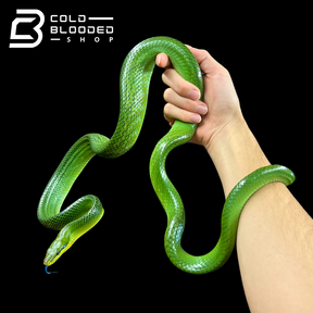 Male Red-tailed Green Rat Snake - Gonyosoma oxycephalum #2