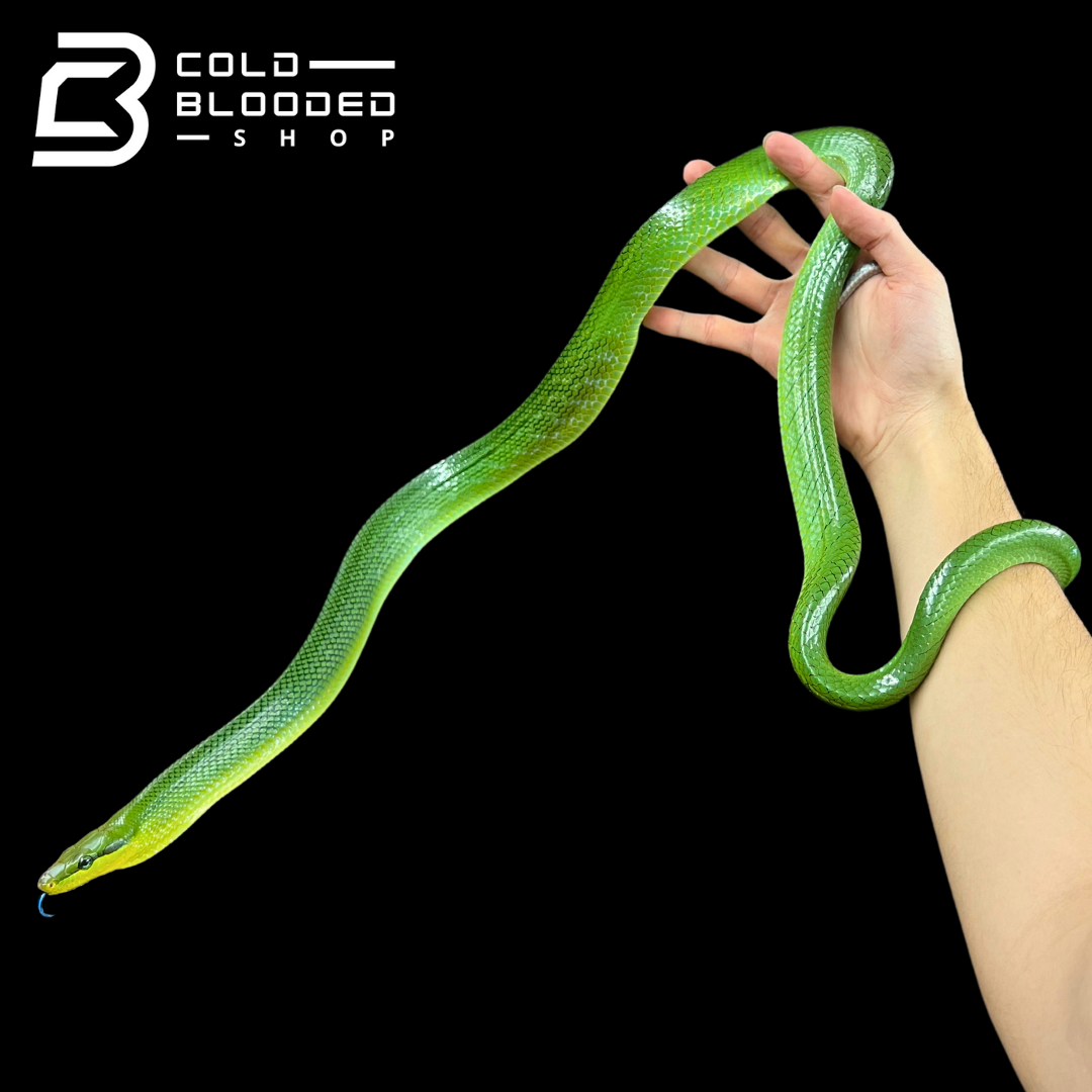 Male Red-tailed Green Rat Snake - Gonyosoma oxycephalum #2