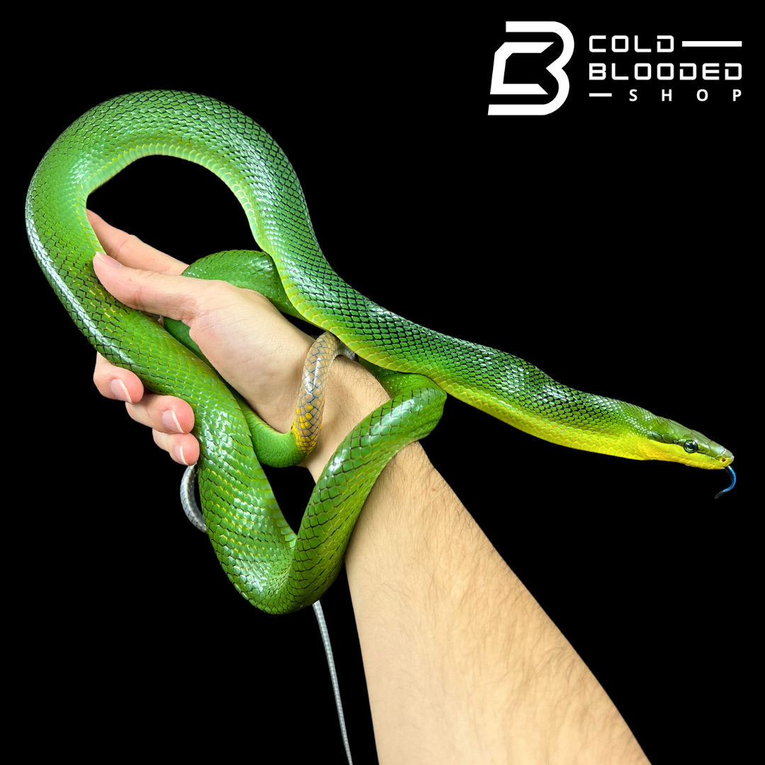 Male Red-tailed Green Rat Snake - Gonyosoma oxycephalum #2