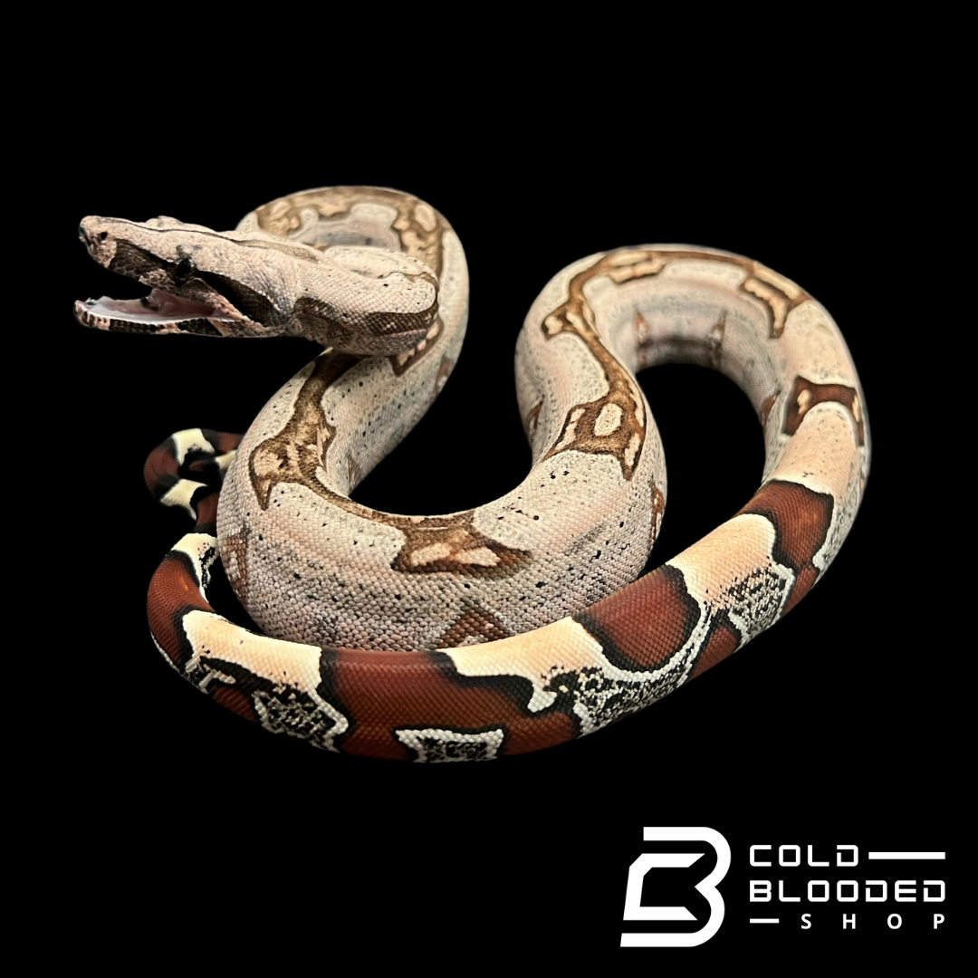 Male Striped Guyana Boa Constrictor - Boa Constrictor