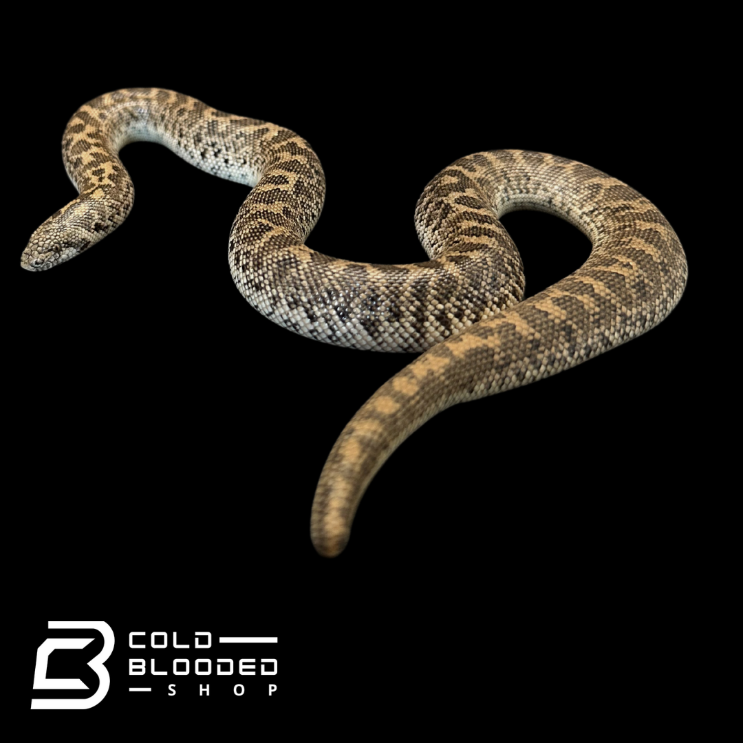 Javelin Sand boa Male #2 - Eryx jaculus