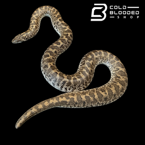 Javelin Sand boa Male #2 - Eryx jaculus