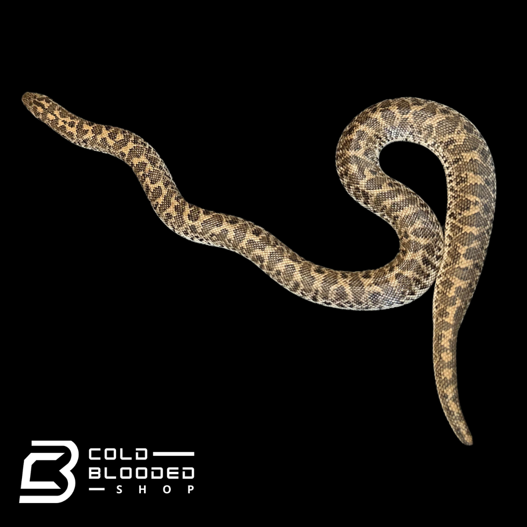 Javelin Sand boa Male #2 - Eryx jaculus