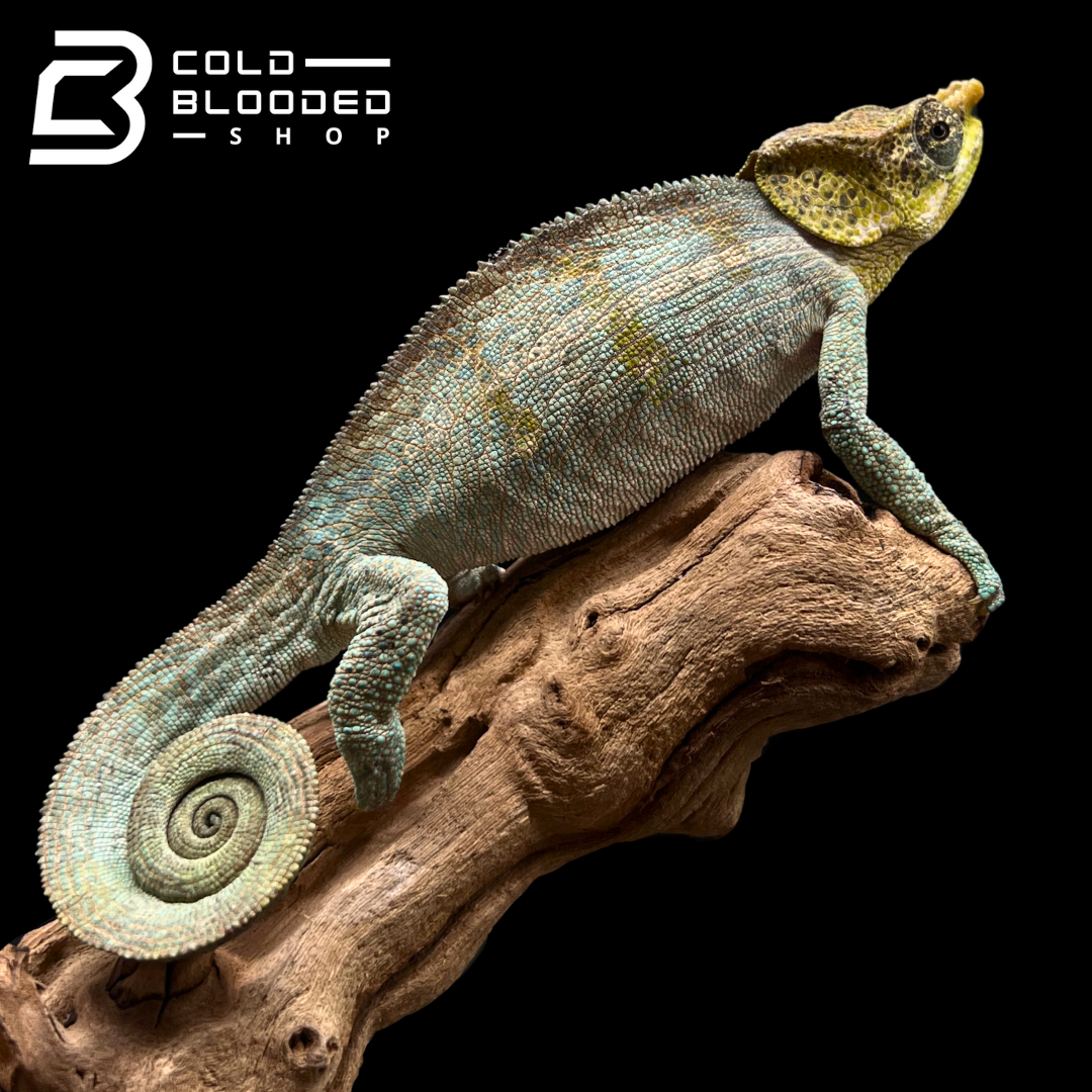 Cryptic Chameleon - Calumma crypticum