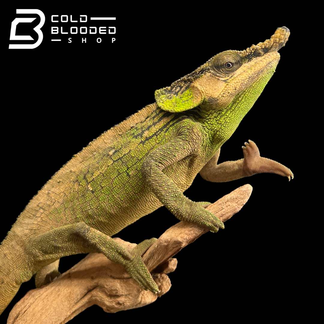 Malthe's Green-eared Chameleons - Calumma malthe