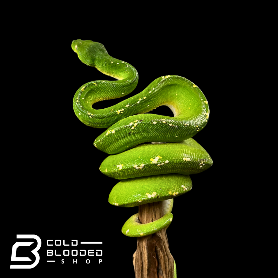 Female Cyclops Green Tree Python - Morelia viridis