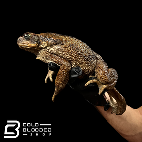 Giant Suriname Marine Toads - Rhinella marina