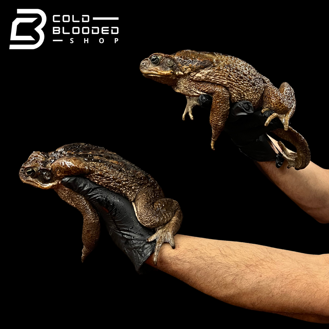 Giant Suriname Marine Toads - Rhinella marina