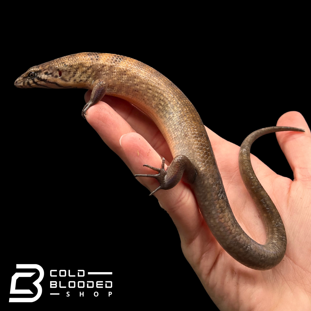 Mastiff Giant Skinks - Eugongylus mentovarius