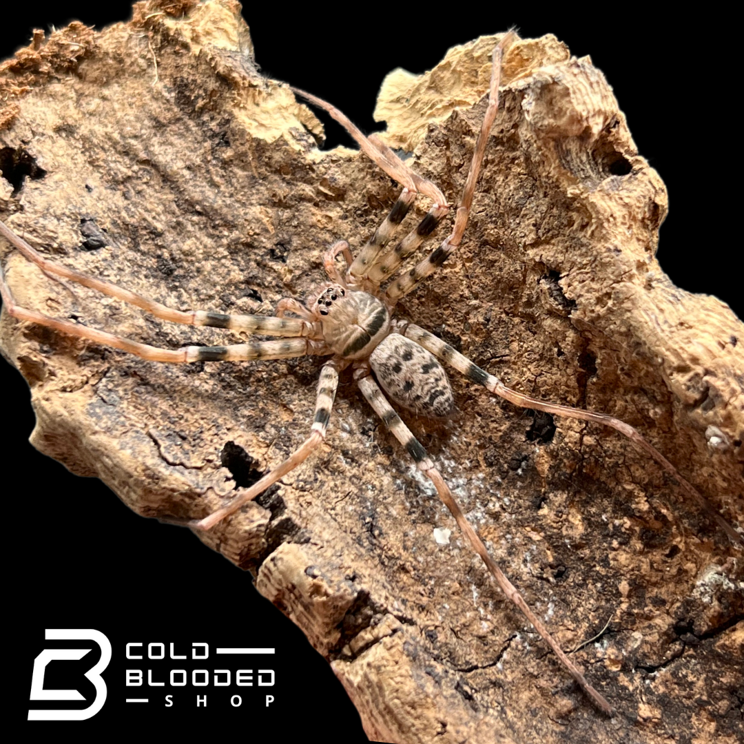 Laos Giant Huntsman Spider - Heteropoda maxima
