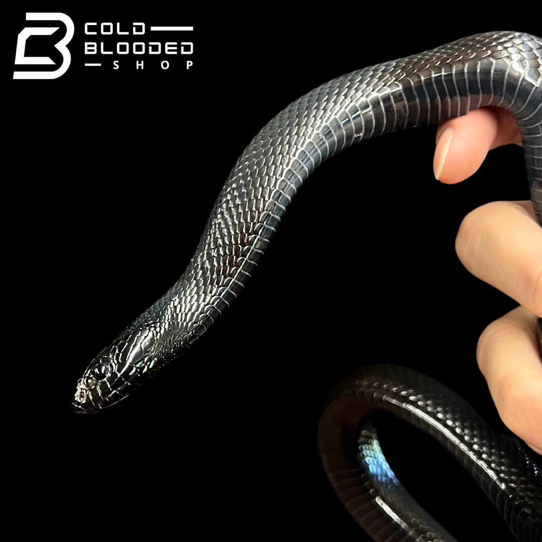 Black King Snake Wallpaper The Mexican Black Kingsnake (Lampropeltis