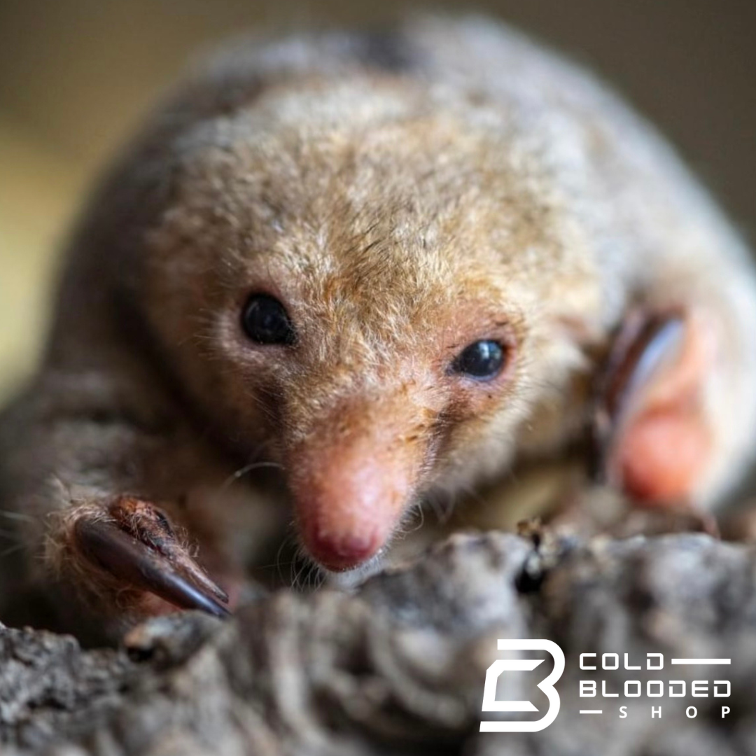 Silky Anteater - Cyclopes didactylus