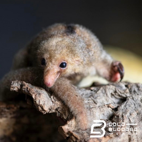 Silky Anteater - Cyclopes didactylus