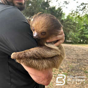 Two-Toed Sloth - Choloepus