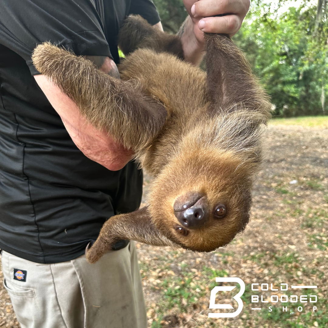 Two-Toed Sloth - Choloepus