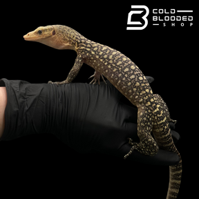 Juvenile Quince Monitor - Varanus melinus