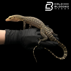 Juvenile Quince Monitor - Varanus melinus