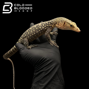 Juvenile Quince Monitor - Varanus melinus