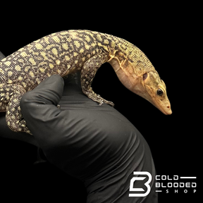 Juvenile Quince Monitor - Varanus melinus