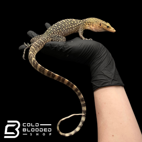 Juvenile Quince Monitor - Varanus melinus