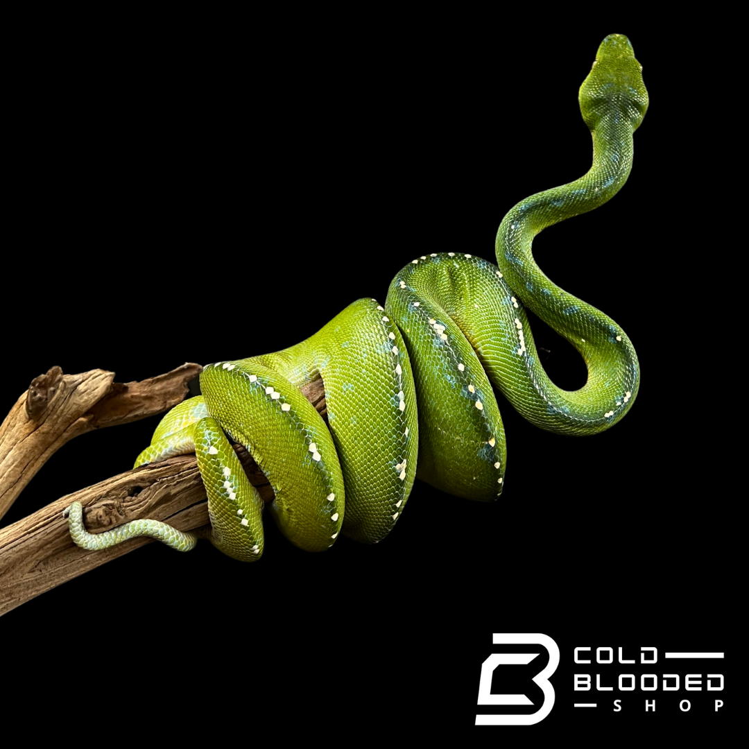 Male Merauke Green Tree Python - Morelia viridis