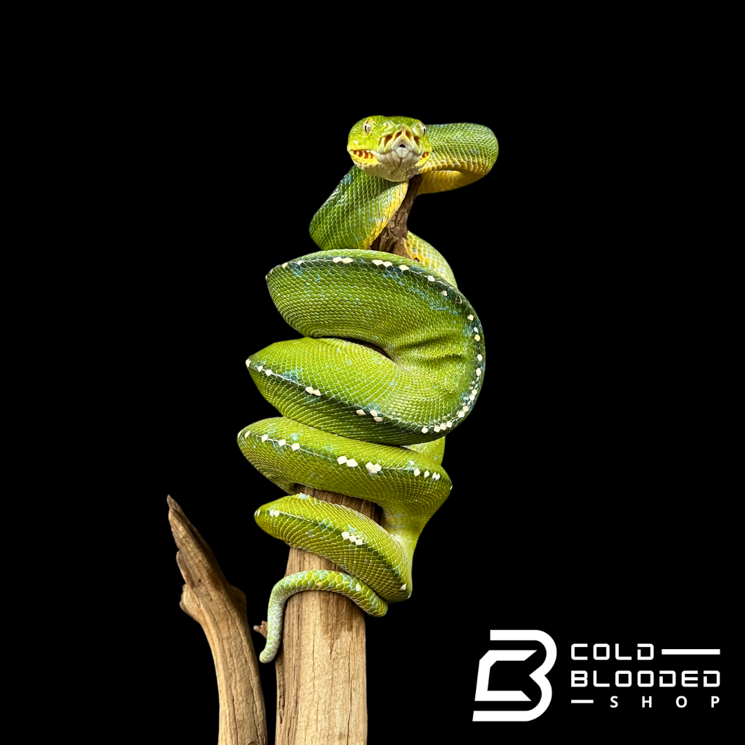 Male Merauke Green Tree Python - Morelia viridis