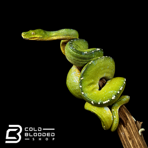 Male Merauke Green Tree Python - Morelia viridis