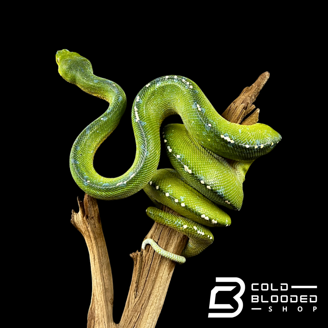 Male Merauke Green Tree Python - Morelia viridis