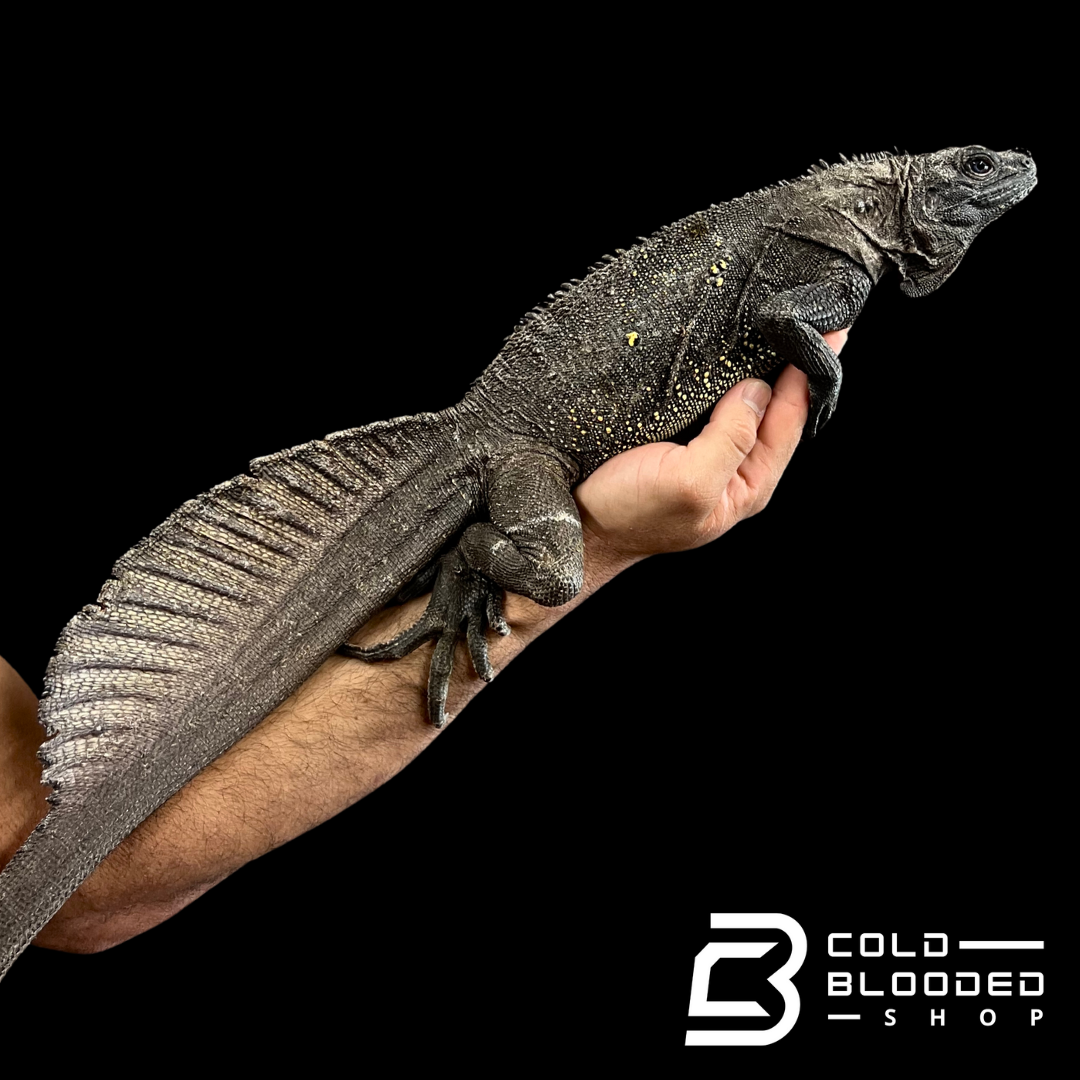 Adult Indonesian Sailfin Dragon Lizard - Hydrosaurus microlophus
