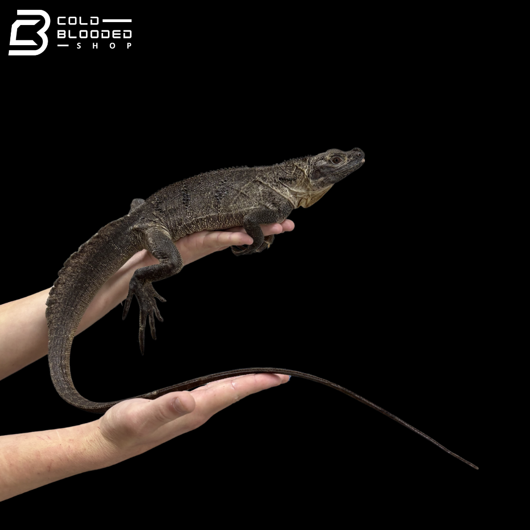 Adult Female Indonesian Sailfin Dragon Lizard - Hydrosaurus microlophus