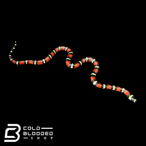 Stuarts Milk Snakes - Lampropeltis triangulum