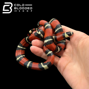 Stuarts Milk Snakes - Lampropeltis triangulum