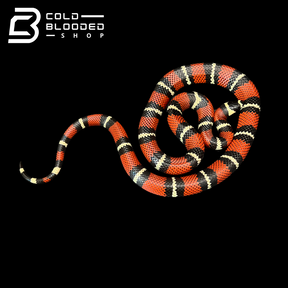 Stuarts Milk Snakes - Lampropeltis triangulum