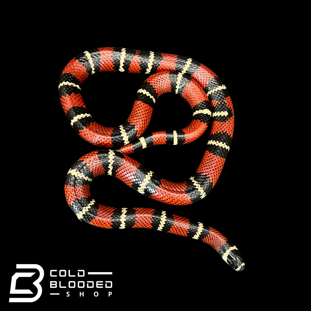 Stuarts Milk Snakes - Lampropeltis triangulum