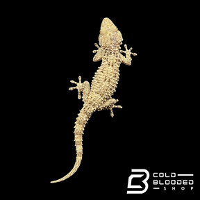 Moorish Geckos - Tarentola mauritanica