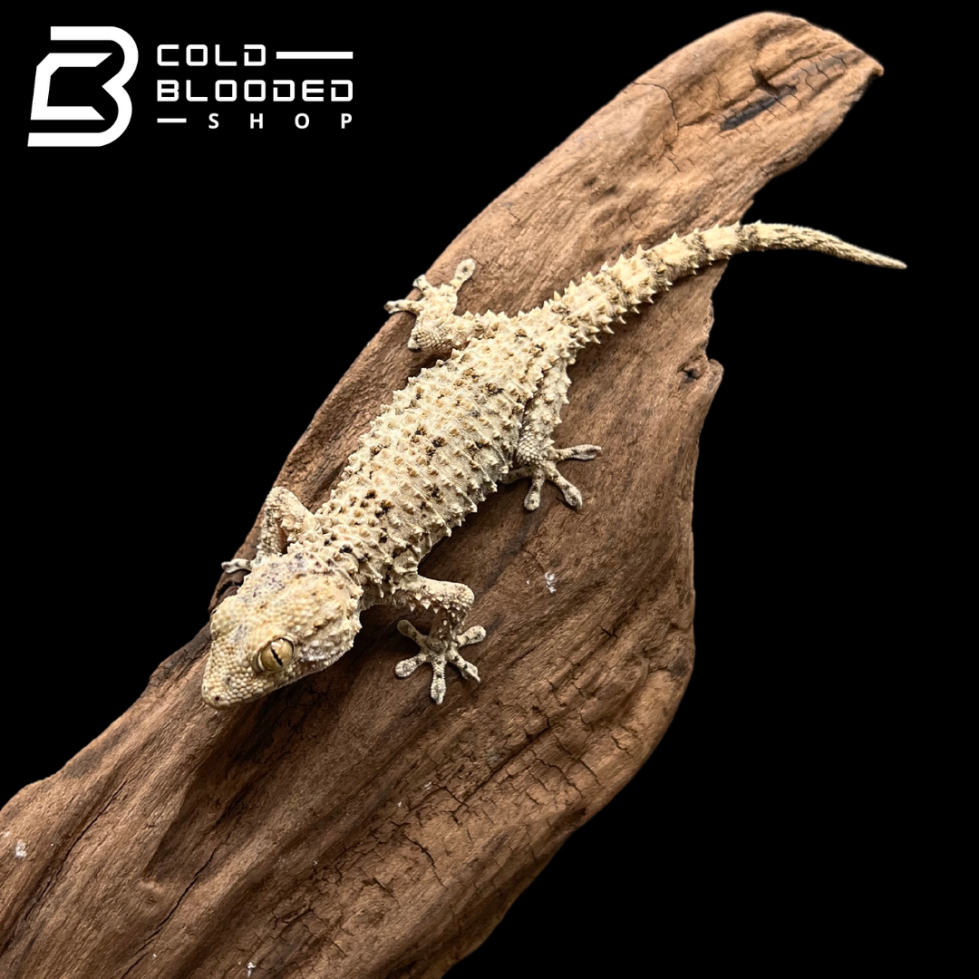 Moorish Geckos - Tarentola mauritanica