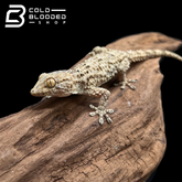 Moorish Geckos - Tarentola mauritanica