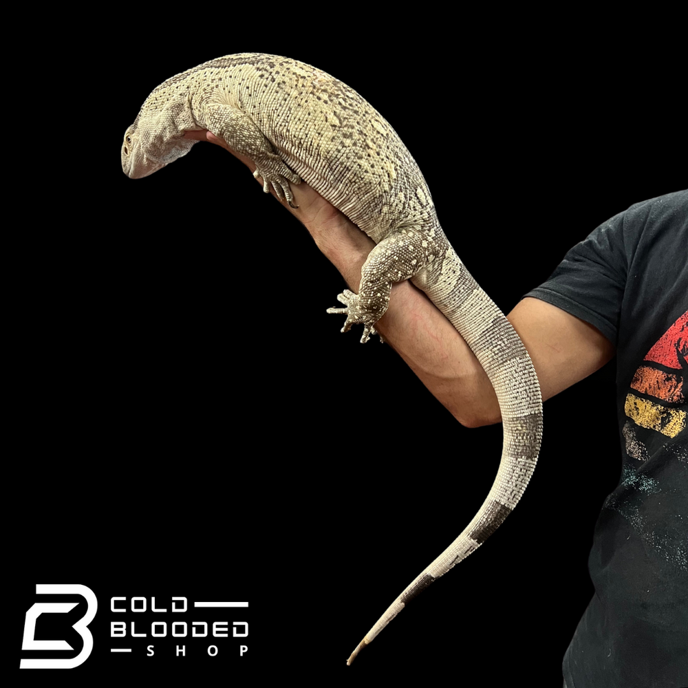 Adult Female Mozambique White-throated Monitor - Varanus albigularis a