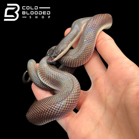 Burrowing Pythons - Loxocemus bicolor