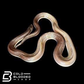 Burrowing Pythons - Loxocemus bicolor